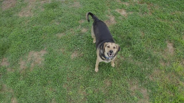 A dog barks playfully at a low flying drone overhead.  	