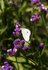 A white butterfly (Pieris brassicae) collects nectar from a lilac flower of a statice (Limonium). Insect in nature