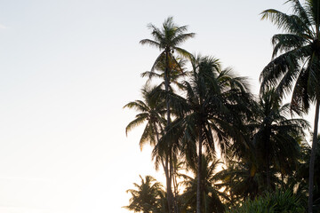 Fototapeta na wymiar Coconut trees on the beach. Praia do Forte, Bahia.