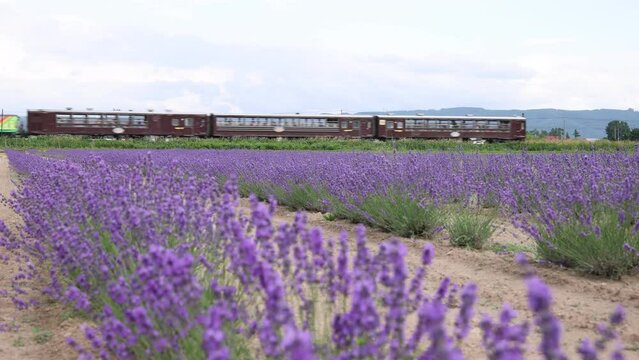 Hokkaido, Furano, Lavender Field and Norokko