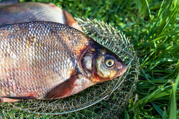 Big fresh bream. Freshly caught river fish. Large tasty fish close-up. Fishing for spinning and feeder. Sports fishing.