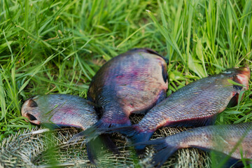 Big fresh bream. Freshly caught river fish. Large tasty fish close-up. Fishing for spinning and feeder. Sports fishing.