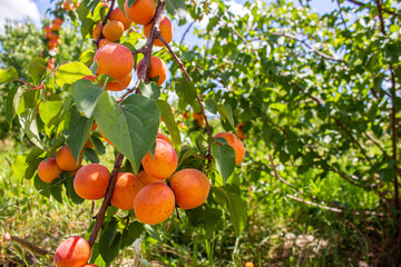 Apricots hanging on tree branches. Agriculture and harvesting concept.