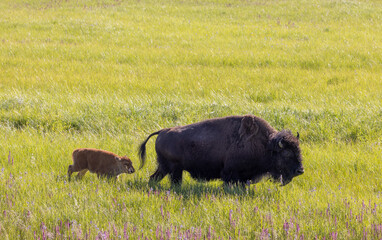 Bison Cow and Calf in Summer in Yellowstone National Park Wyoming