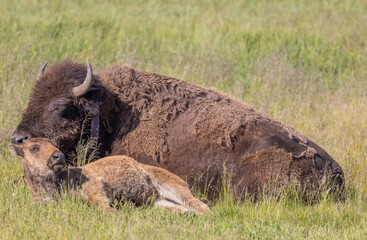 Bison Cow and Calf in Summer in Yellowstone National Park Wyoming