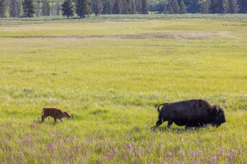 Bison Cow and Calf in Summer in Yellowstone National Park Wyoming