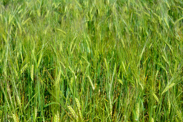 green ears of wheat in the agricultural field, close-up