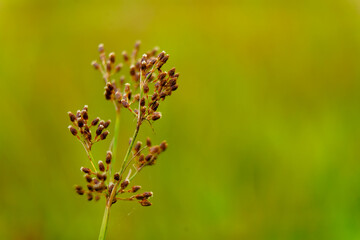 Tiny seeds of weed grass from Western Ghats