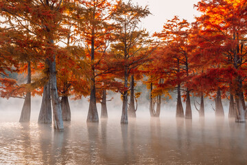 Swamp cypresses on lake with fog and morning sunshine. Taxodium distichum with red needles in USA. - obrazy, fototapety, plakaty