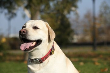 Yellow Labrador in park on sunny day. Space for text