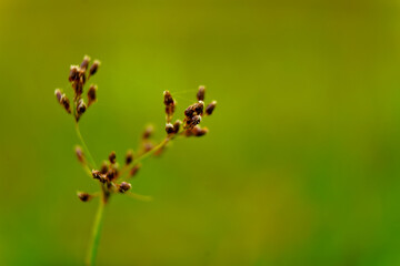 Tiny seeds of weed grass from Western Ghats