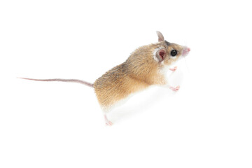 Small cute spiny mouse on white background