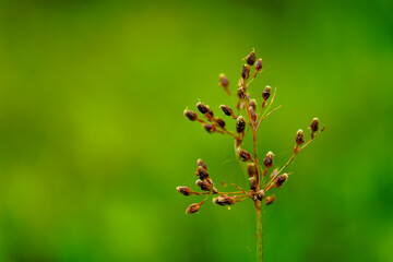 Tiny seeds of weed grass from Western Ghats