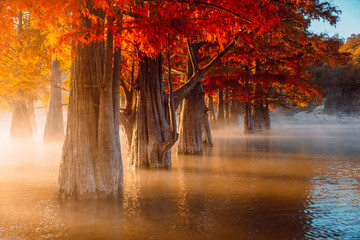Taxodium distichum with orange needles in United States. Swamp cypresses on river with fog and sunshine. - obrazy, fototapety, plakaty