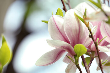 Magnolia tree with beautiful flowers on blurred background, closeup. Space for text