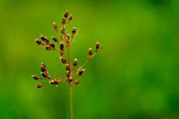 Tiny seeds of weed grass from Western Ghats
