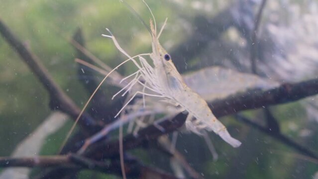 Close up of shrimp swimming and floating in water. Giant river prawn or giant freshwater prawn larvae (Macrobrachium rosenbergii) in macro