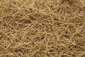 Closeup of dried hay as background, top view