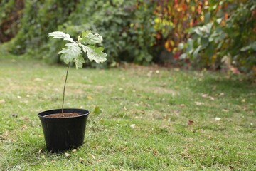 Pot with sapling on green grass in park, space for text. Planting tree