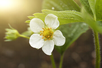 Beautiful blooming strawberry plant with water drops on blurred background, closeup