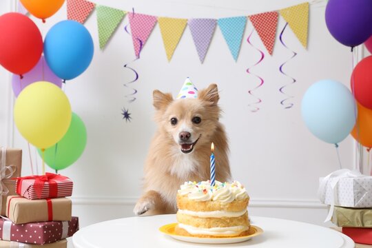 Cute dog wearing party hat at table with delicious birthday cake in decorated room