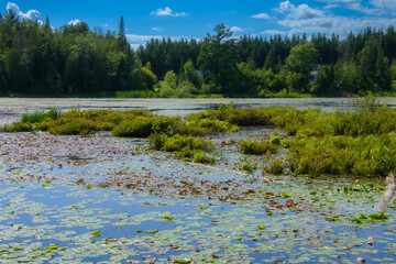Walk on the edge of a marsh with its aquatic plants in July in Quebec, Canada