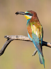 European bee-eater, Merops apiaster. A bird sits on a beautiful old branch and holds a prey in its beak