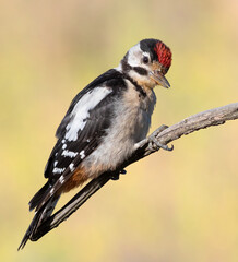 Great spotted woodpecker, Dendrocopos major. A young bird sits on a branch on a blurry background