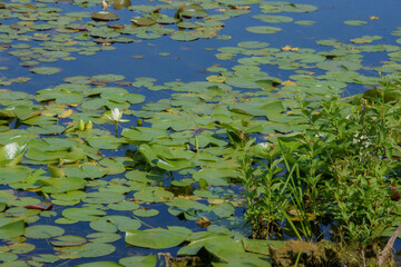 Walk on the edge of a marsh with its aquatic plants in July in Quebec, Canada