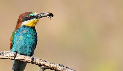 European bee-eater, Merops apiaster. A bird sits on a beautiful old branch and holds a prey in its beak