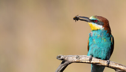 European bee-eater, Merops apiaster. A bird sits on a beautiful old branch and holds a prey in its beak