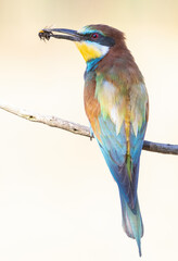 European bee-eater, Merops apiaster. A bird sits on a beautiful old branch and holds a prey in its beak