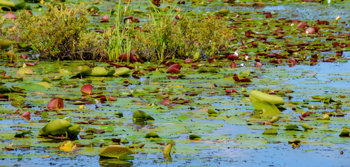 Walk on the edge of a marsh with its aquatic plants in July in Quebec, Canada