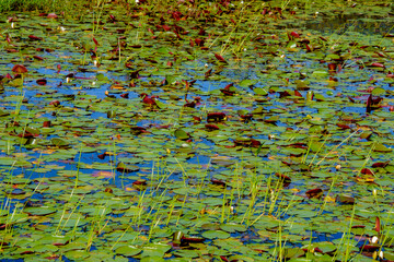 Walk on the edge of a marsh with its aquatic plants in July in Quebec, Canada