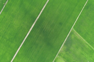 Green rice Fileds aerial view Thailand countryside