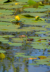 Walk on the edge of a marsh with its aquatic plants in July in Quebec, Canada