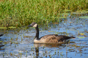 wild goose in a parish near a Canadian lake in Quebec