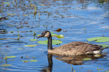 wild goose in a parish near a Canadian lake in Quebec