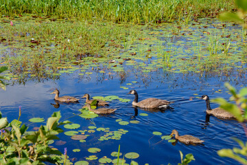 wild goose in a parish near a Canadian lake in Quebec
