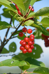 Close up of a berry tree branch in the canadian forest in Quebec
