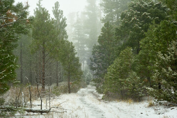 Snowfall in the forest with dirt road in central Oregon on Green Ridge in late autumn.