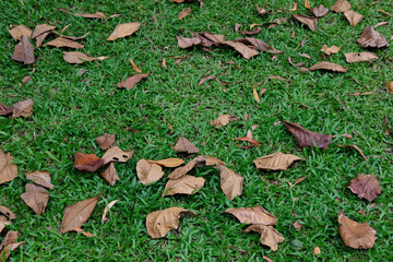 autumn leaves on the ground