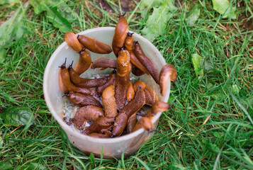 Close-up of the Spanish slug Arion lusitanicus in a bucket. Big slimy brown snails crawling around...