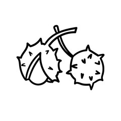 Vector chestnut doodle. Cartoon autumn line element isolated on a white background.
