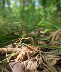 grass and soil in a deciduous forest under the trees