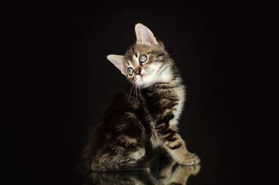 cute little kittens studio photo pets lovely portrait on black background
