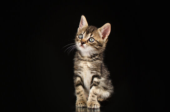 cute little kittens studio photo pets lovely portrait on black background