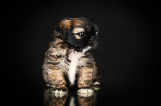 cute little shih tzu puppy studio pet photo lovely portrait on black background

