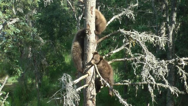 Grizzly bear cubs on tree, Brooks Falls, 2022
North America Wildlife and Nature, Brooks Falls - Katmai National Park, Alaska, 2022
