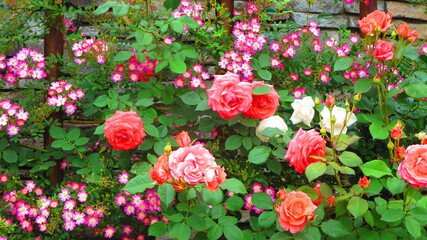 バラ園ー春の彩り